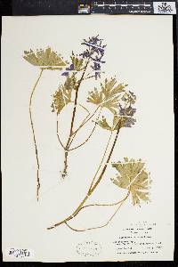 Delphinium tricorne image