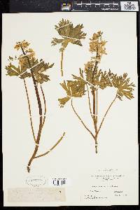 Delphinium tricorne image