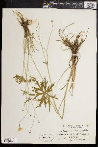 Image of Ranunculus boreanus