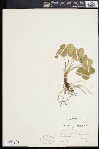 Anemone americana image