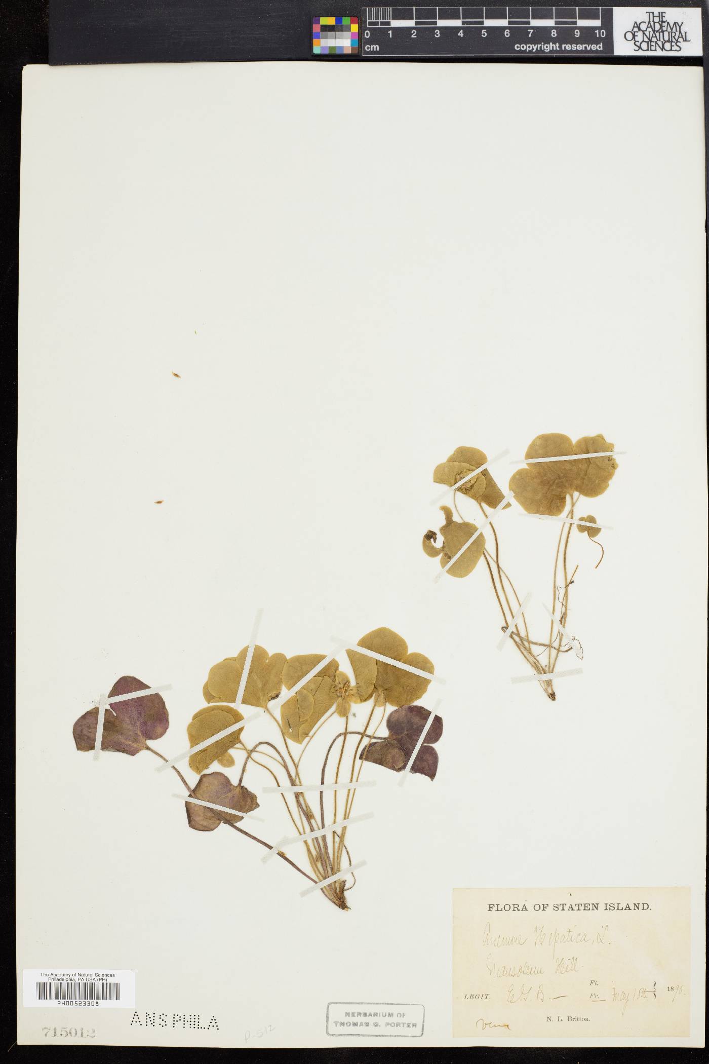 Hepatica hepatica image