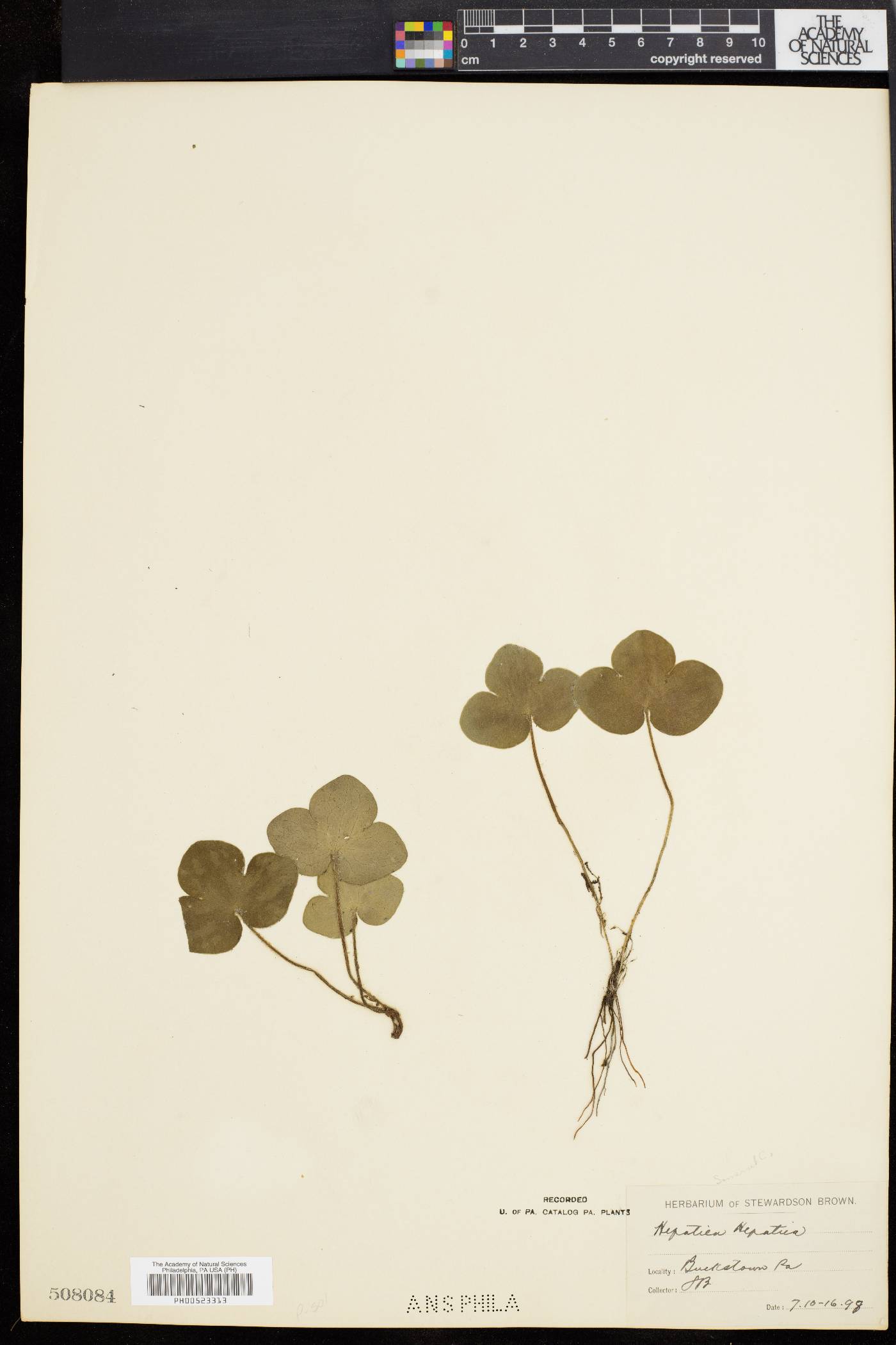 Hepatica hepatica image