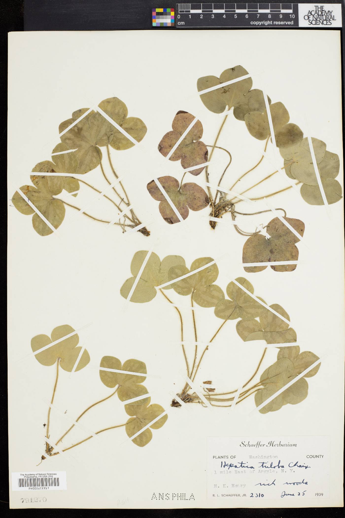 Hepatica triloba image