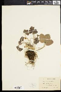 Hepatica triloba image