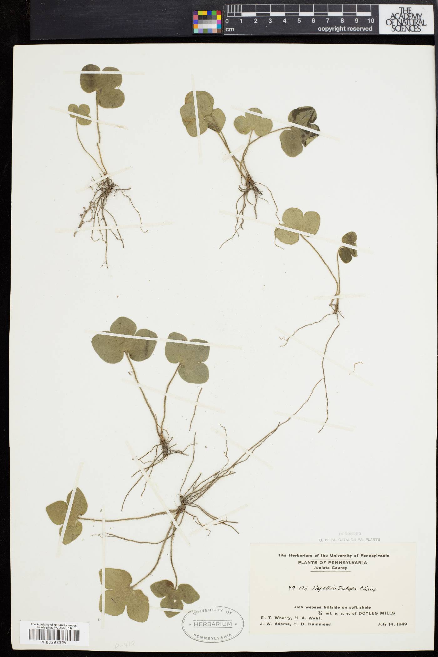 Hepatica triloba image