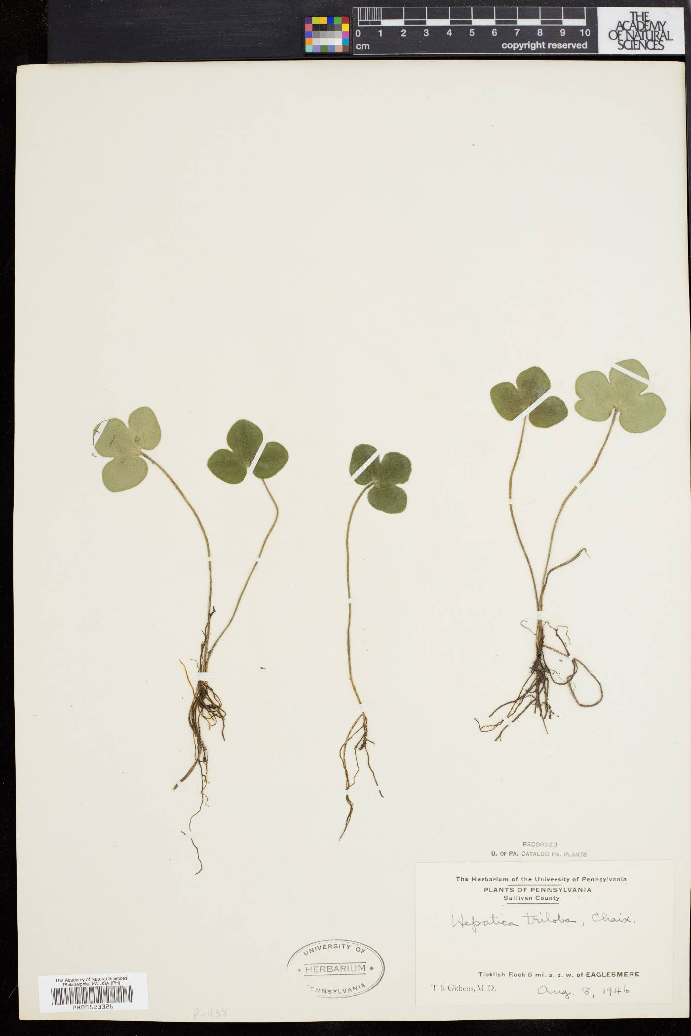 Hepatica triloba image