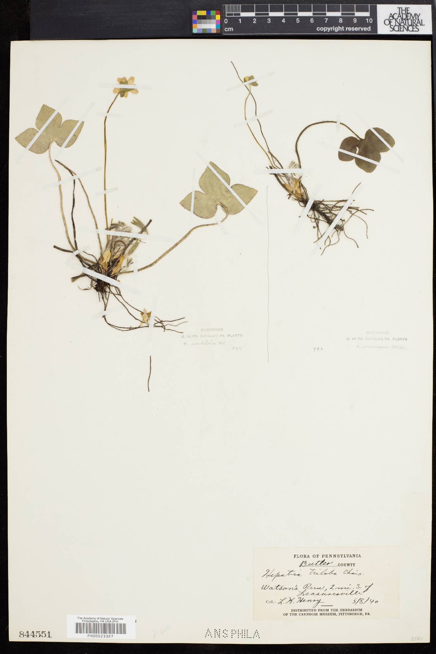 Hepatica triloba image