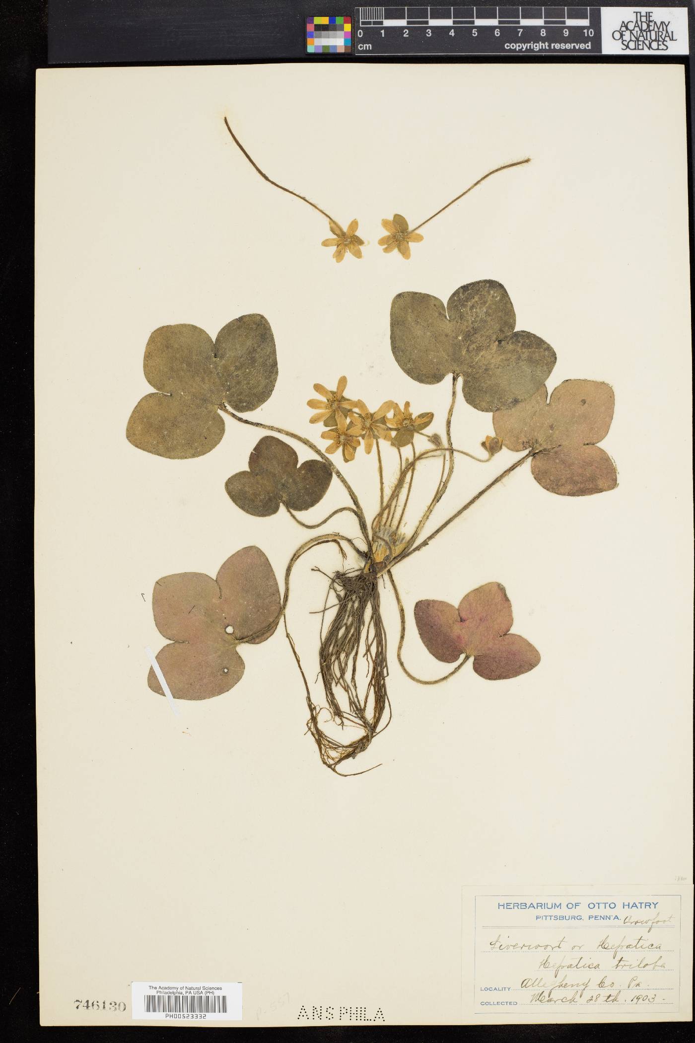 Hepatica triloba image