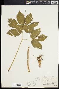 Hydrastis canadensis image