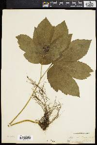 Hydrastis canadensis image