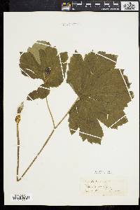 Hydrastis canadensis image