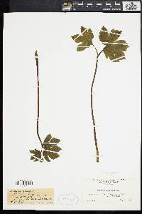 Hydrastis canadensis image