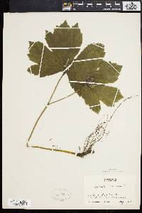 Hydrastis canadensis image