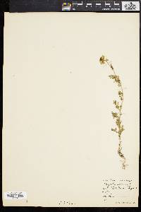 Nigella arvensis image