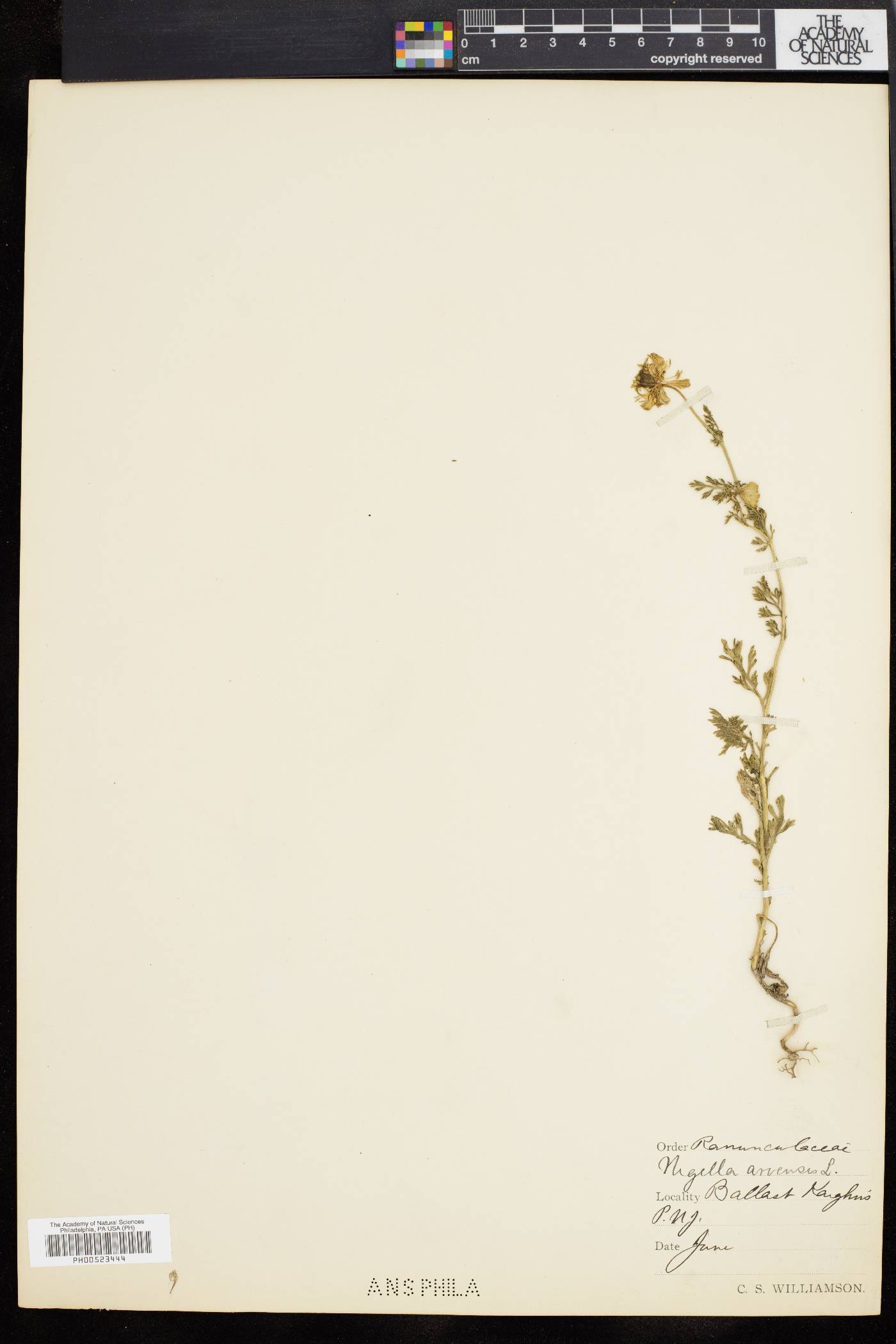 Nigella arvensis image