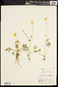 Ranunculus bulbosus image