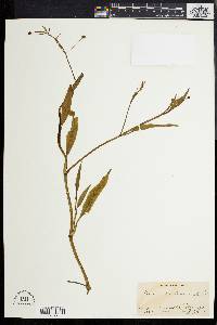 Image of Ranunculus obtusiusculus
