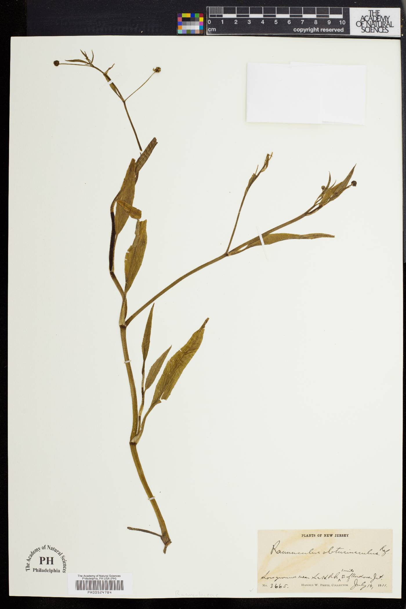 Ranunculus obtusiusculus image