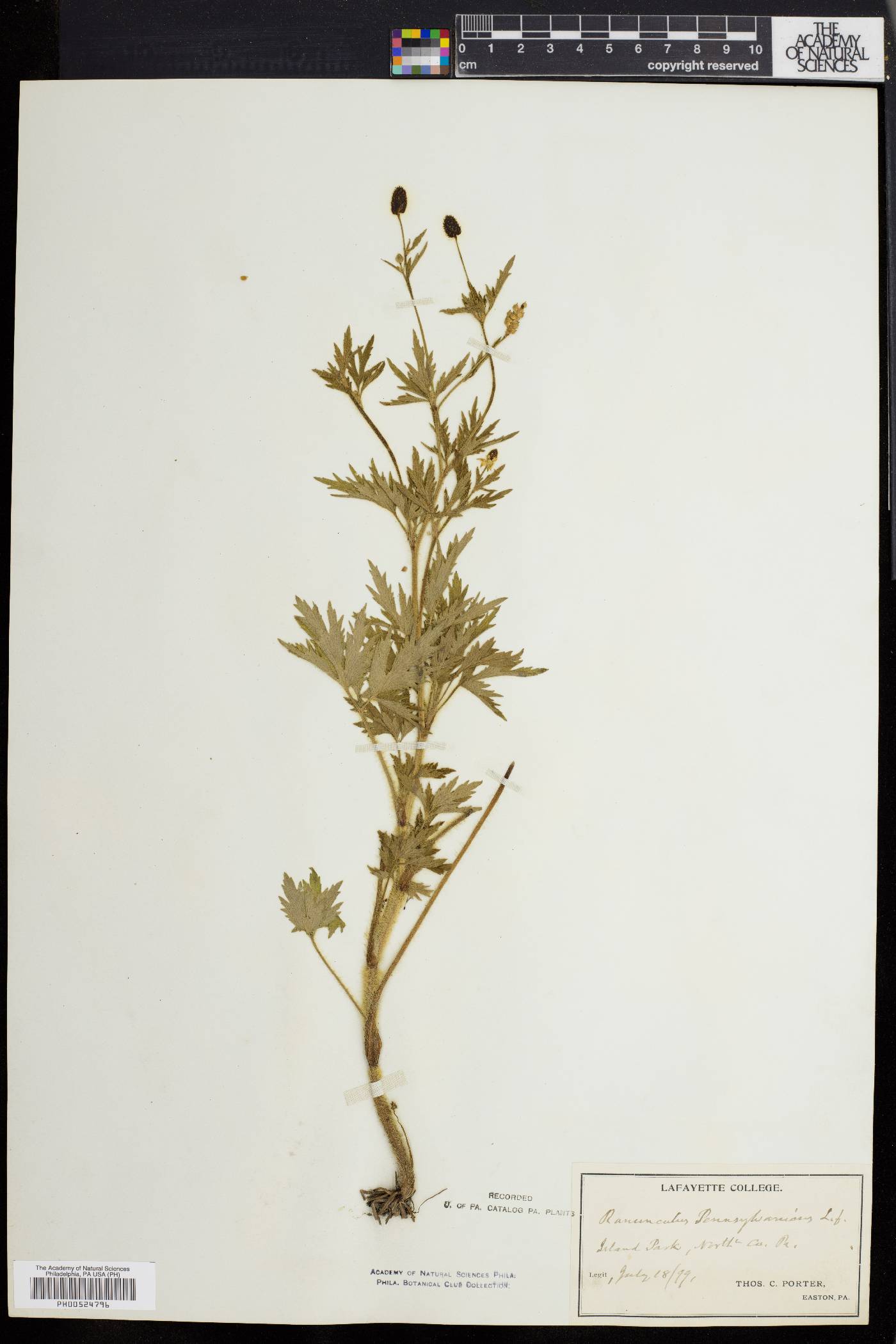 Ranunculus pennsylvanicus image