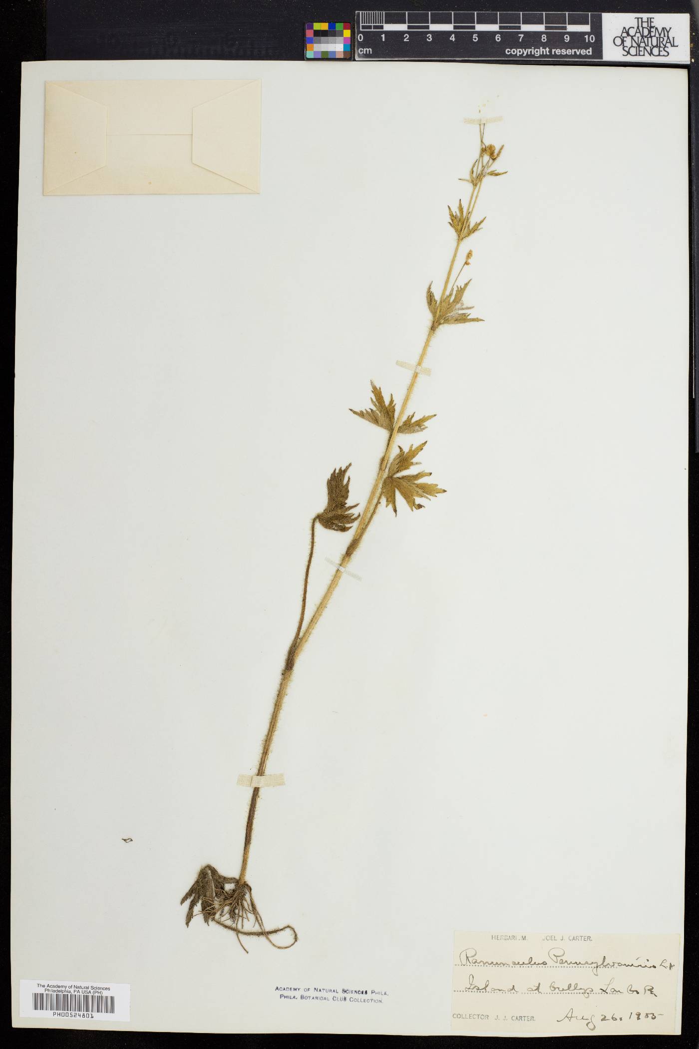 Ranunculus pennsylvanicus image