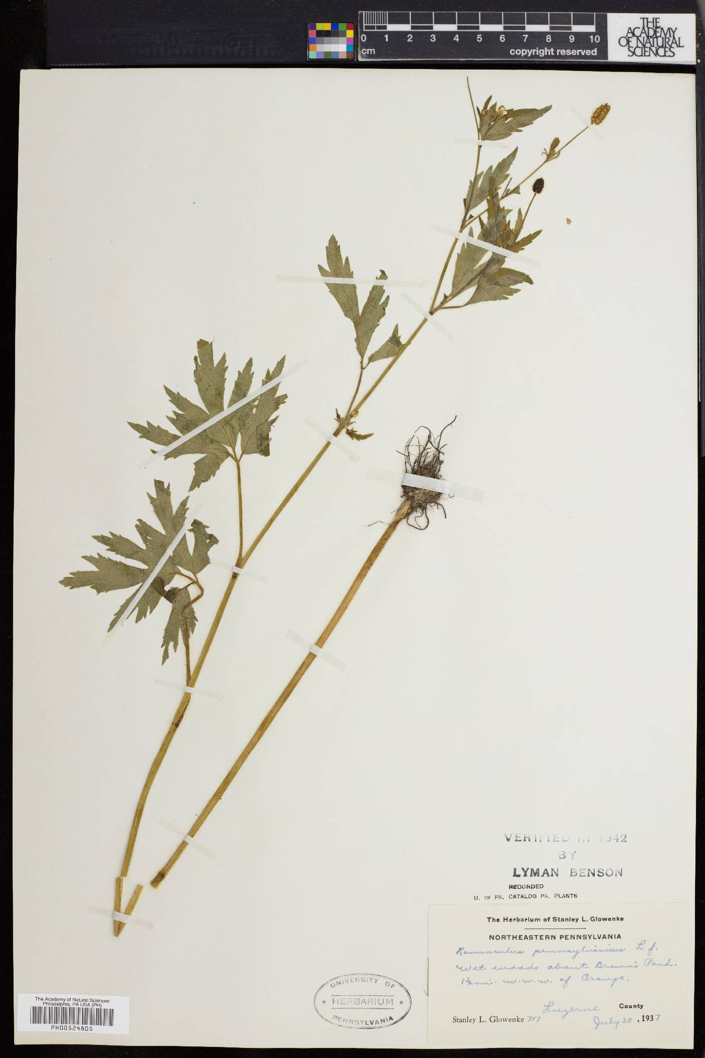 Ranunculus pennsylvanicus image
