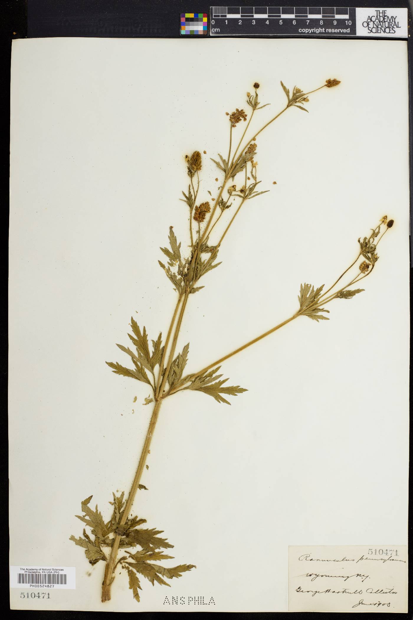 Ranunculus pennsylvanicus image