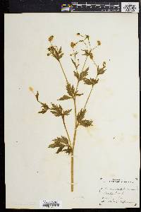 Ranunculus pennsylvanicus image