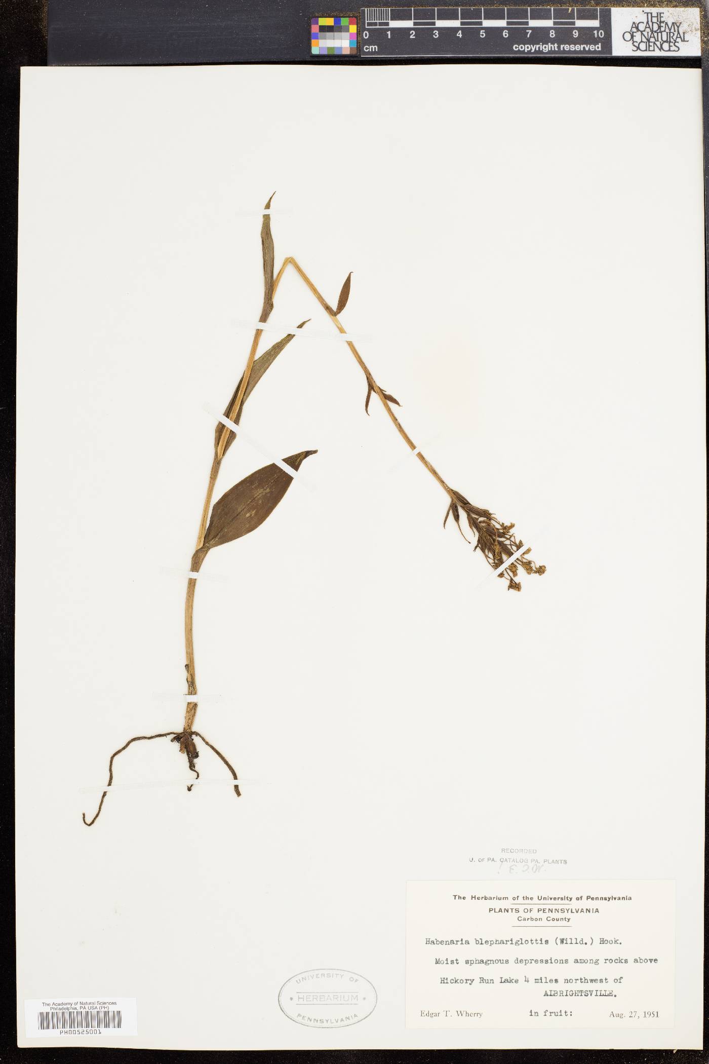 Platanthera blephariglottis image
