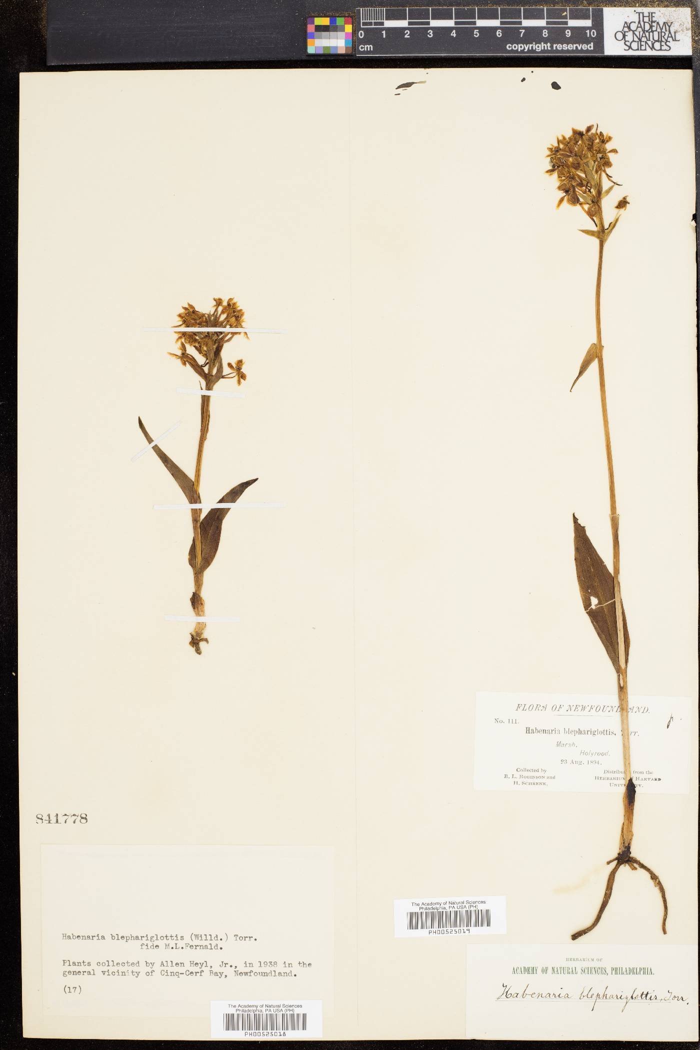 Platanthera blephariglottis image
