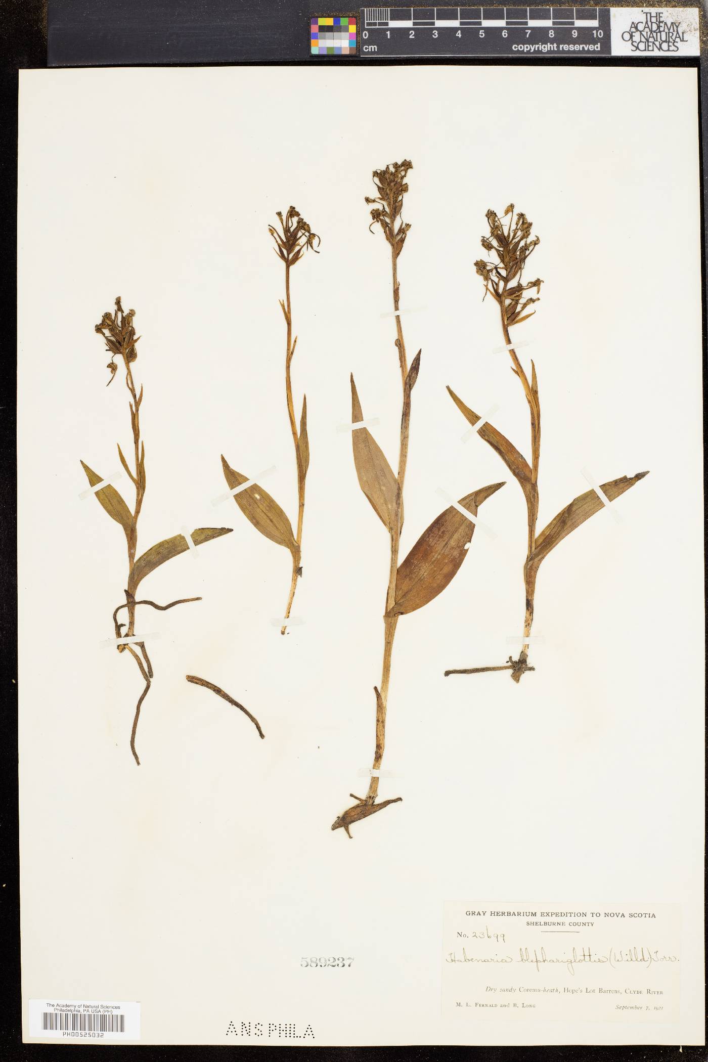 Platanthera blephariglottis image