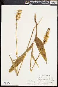 Platanthera blephariglottis image