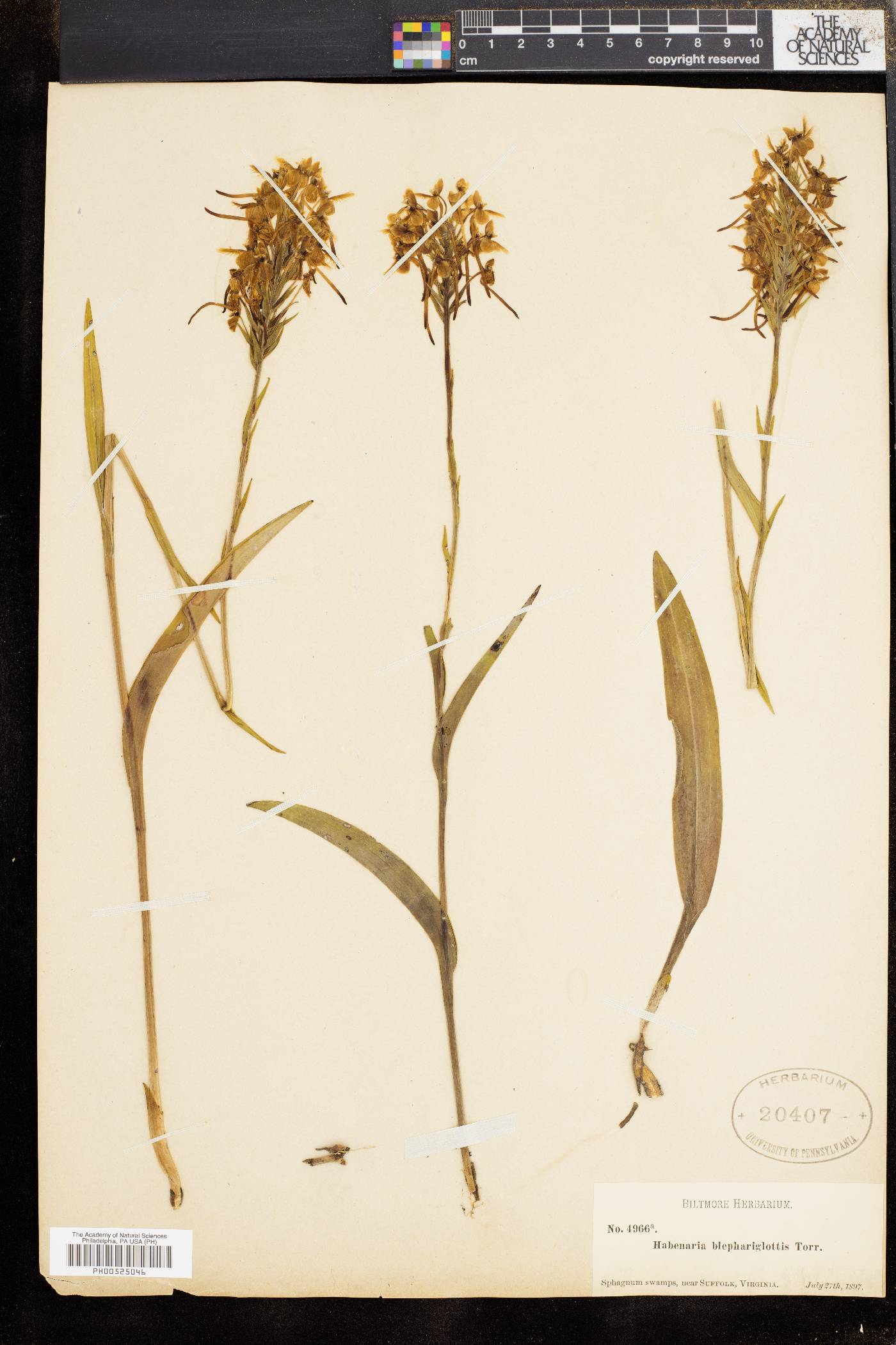 Platanthera blephariglottis image