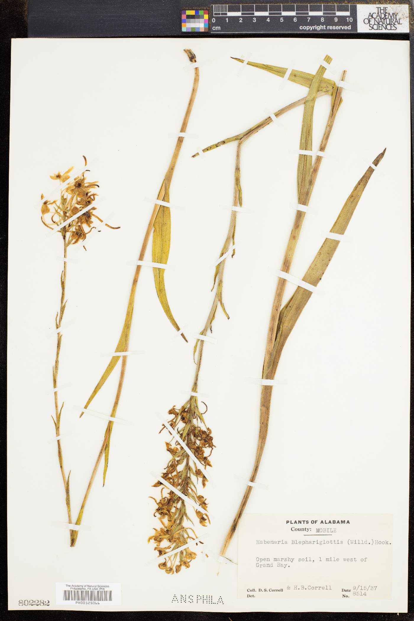 Platanthera blephariglottis image