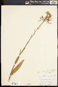 Platanthera blephariglottis image