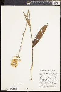 Platanthera ciliaris image