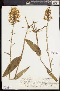 Platanthera ciliaris image