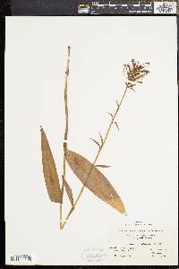 Platanthera ciliaris image