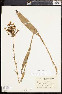 Platanthera ciliaris image