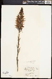 Platanthera ciliaris image