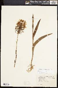 Platanthera ciliaris image