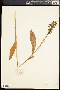 Platanthera ciliaris image