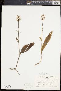 Platanthera clavellata image