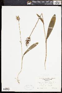 Platanthera clavellata image