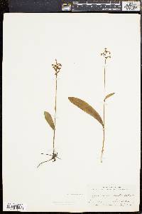 Platanthera clavellata image