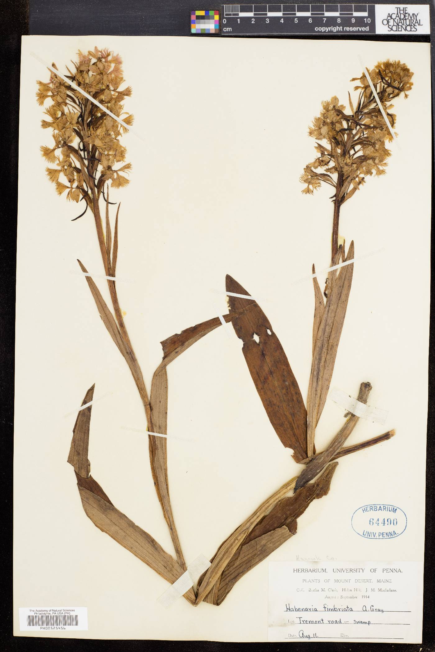 Habenaria fimbriata image