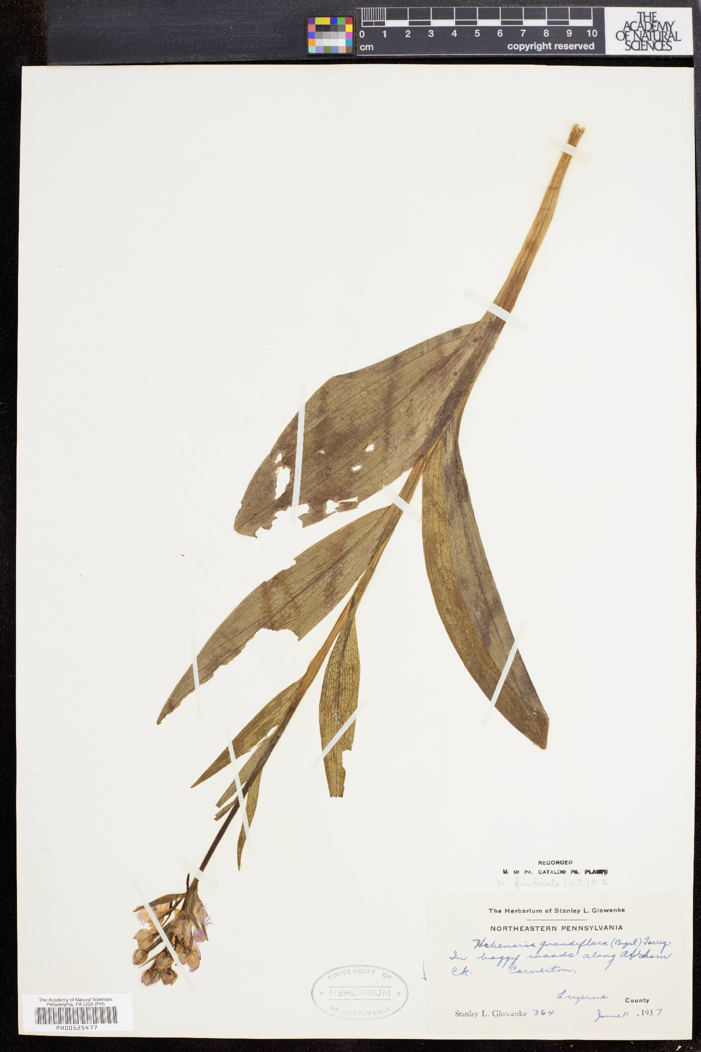 Habenaria fimbriata image