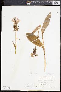 Habenaria fimbriata image