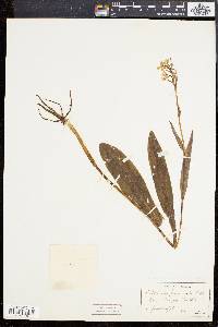 Habenaria fimbriata image