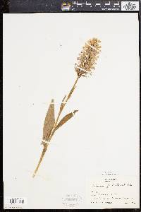 Habenaria fimbriata image