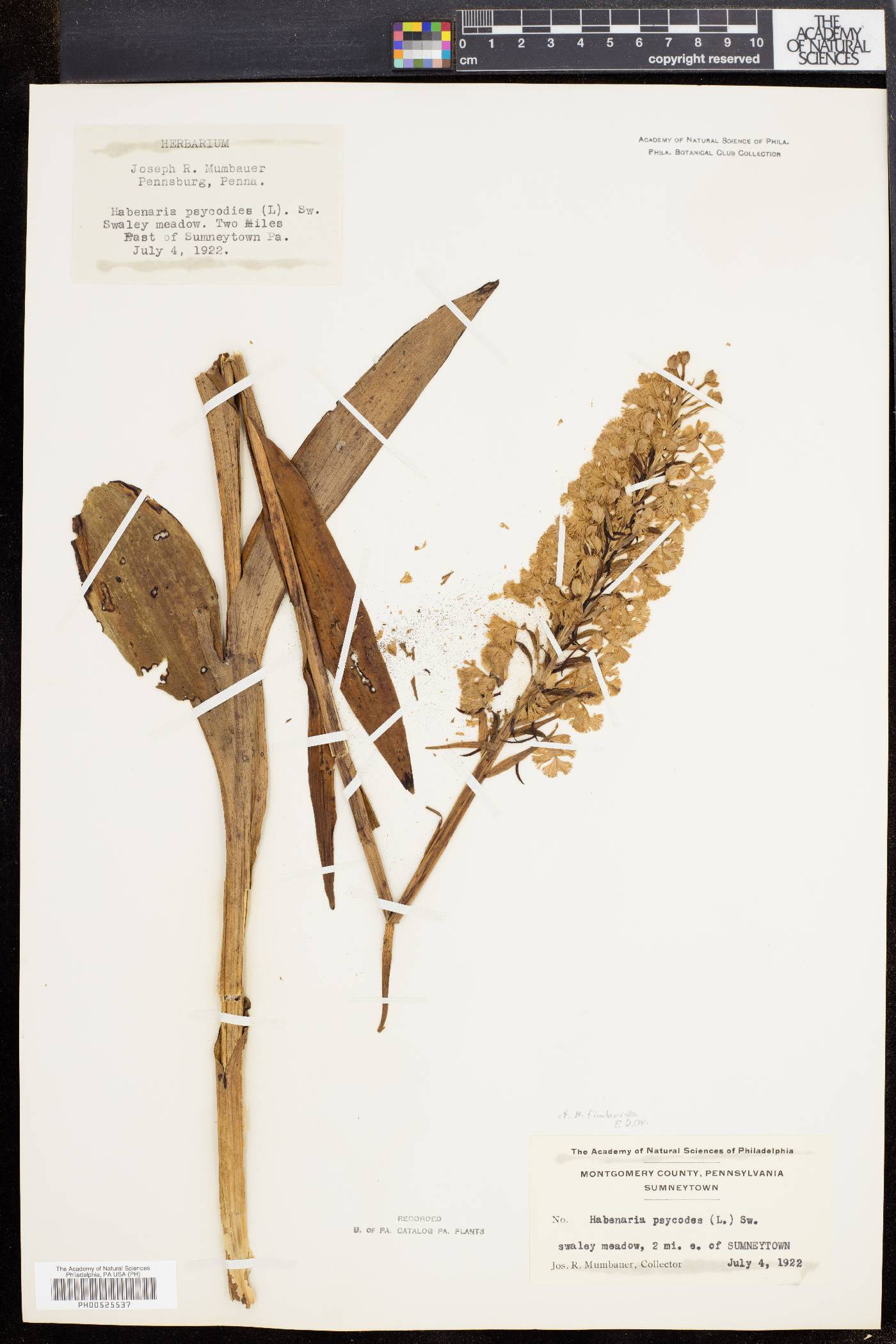 Habenaria fimbriata image